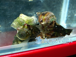 Strombus sp