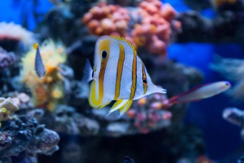 Chelmon rostratus, Nemateleotris decora.jpg