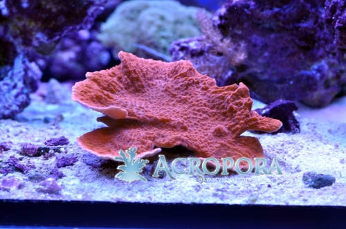 Montipora foliosa