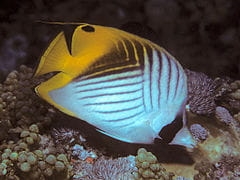 240px-Bep_chaetodon_auriga_pemba.jpg
