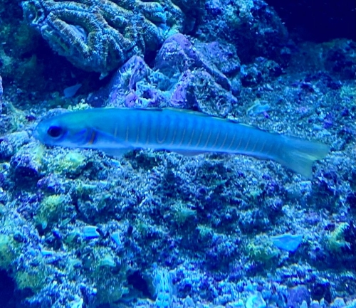 IMG_1372.jpg