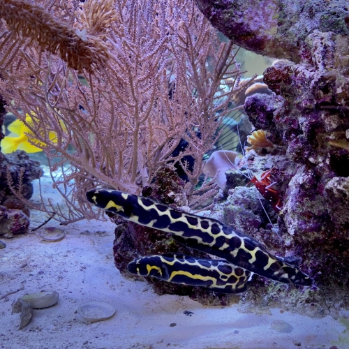 leucotaenia.jpg
