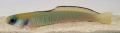 ptereleotris_zebra_wm.jpg