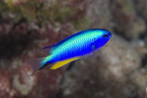similan-unipara.jpg