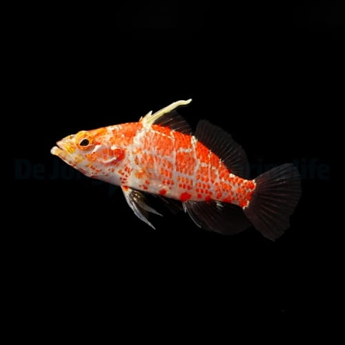 plectranthias_inermis2_wm.jpg