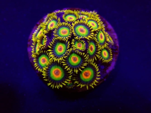 zoanthus_spp._rasta_frag2.jpg