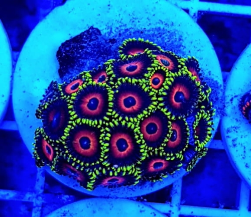 zoanthus_spp._watermelon5.jpg