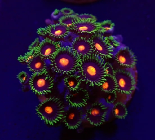 zoanthus_spp._blow_pop_frag.jpg