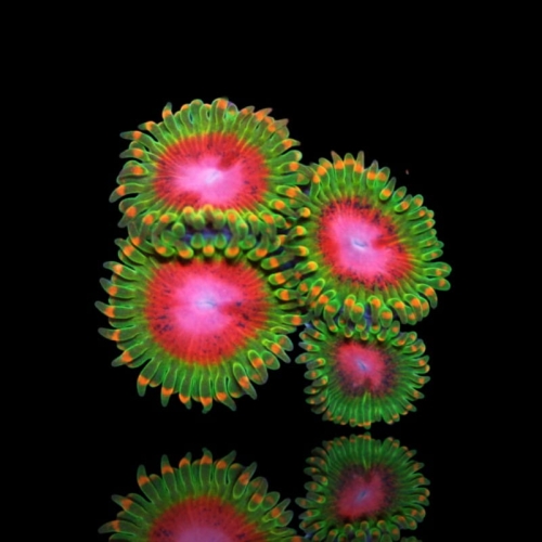 zoanthus-awesome-blossom-frag-s-size.jpg