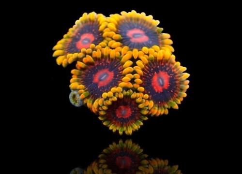 zoanthus-mind-trick-frag-s-size.jpg