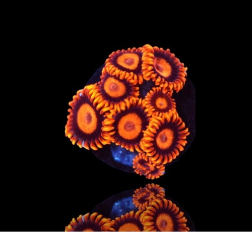 zoanthus-orange-oxide-frag-s-size.jpg