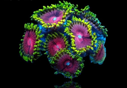 zoanthus-pink-diamond-frag-s-size.jpg