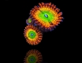 zoanthus-bowser-frag-s-size.jpg