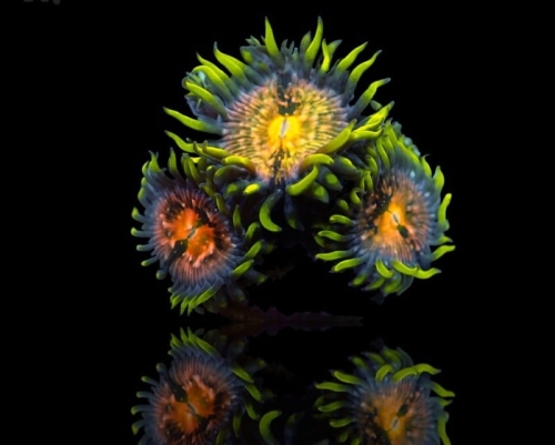 zoanthus-nirvana-frag-s-size.jpg