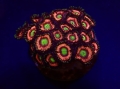 zoanthus_spp._lord_of_the_ring.jpg