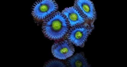 zoanthus-aoi-frag-s-size (1).jpg