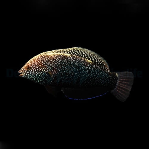 macropharyngodon_negrosensis3_thump_1.jpg