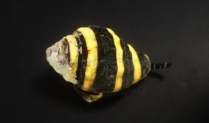 Engina mendicaria 