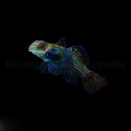 pterosynchiropus_splendidus_male_t.bthump_2.jpg