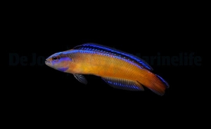 Pseudochromis aldabraensis - hodowla