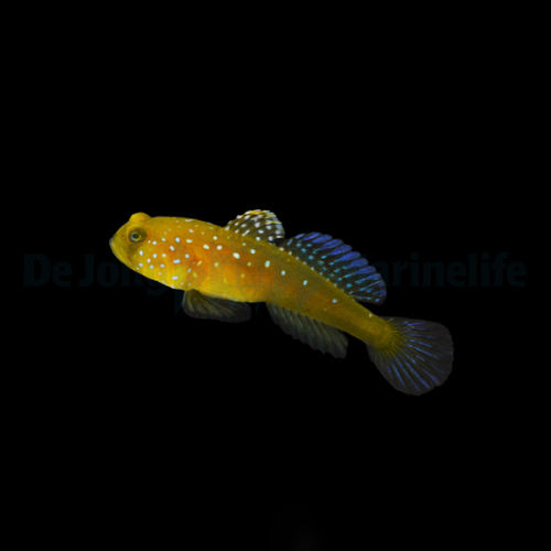 cryptocentrus_cinctus_djmwm.jpg