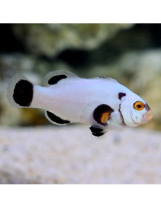 Amphiprion ocellaris "Platinum storm"