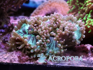 catalephylia jordani