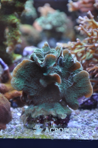 Pavona sp. Zielona 