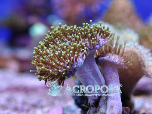 Sarcopython sp