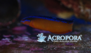Pseudochromis aldabraensis
